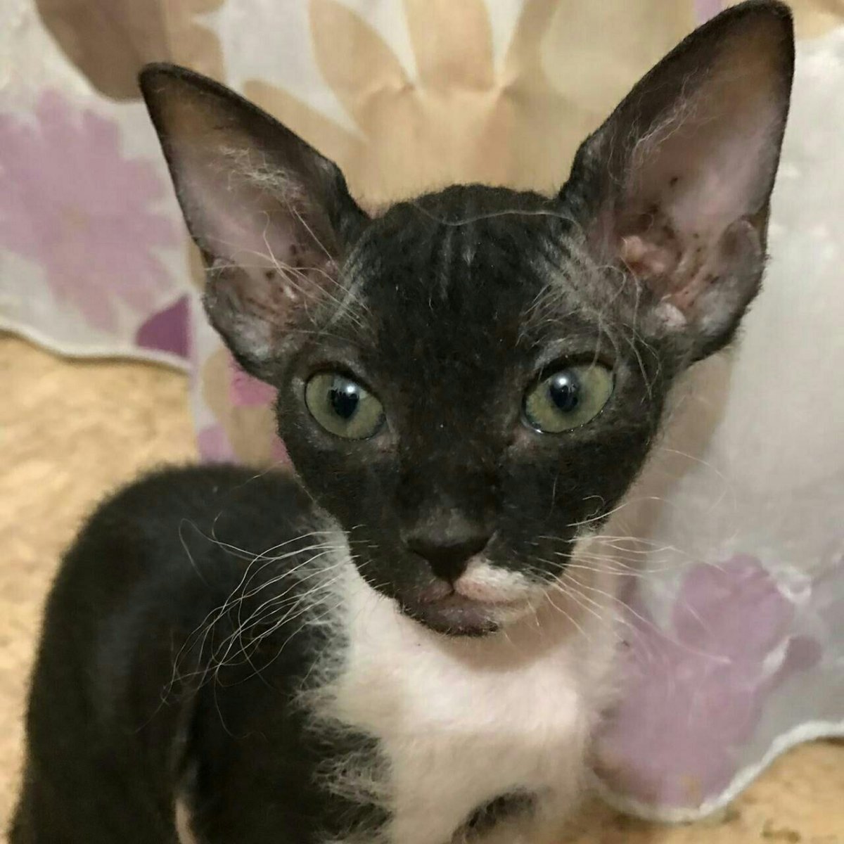 Донской сфинкс браш имена для мальчиков