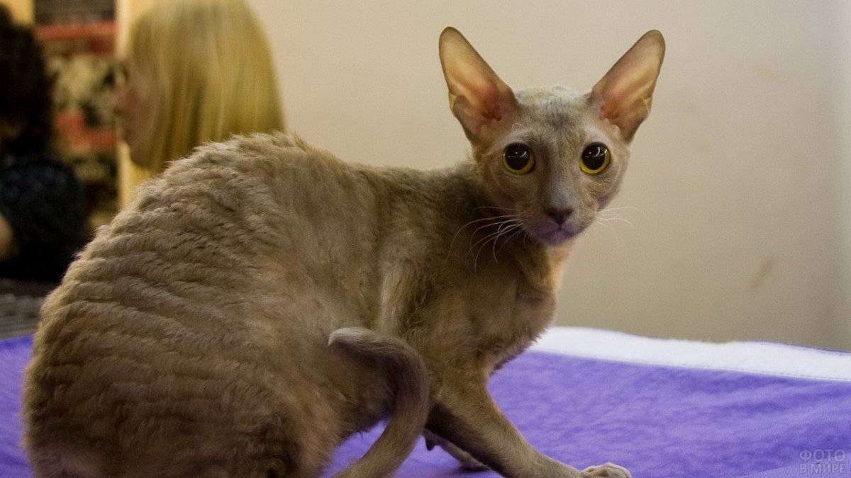 Канадский сфинкс браш