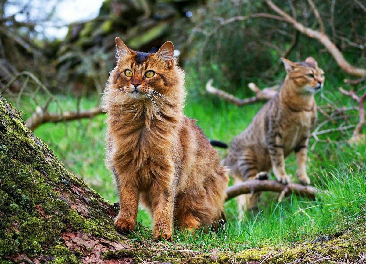 Коты Воители Невидимая звезда арт