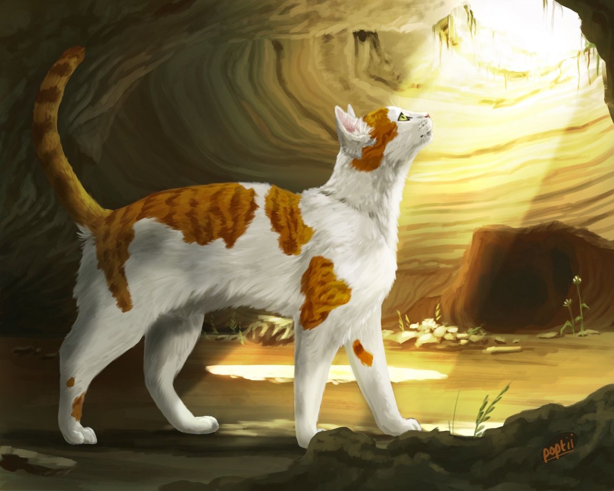 Коты Воители Warriors