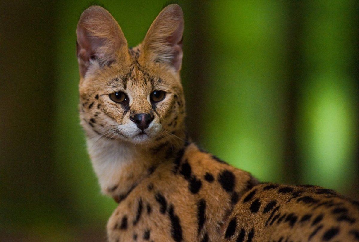 Африканская кошка сервал