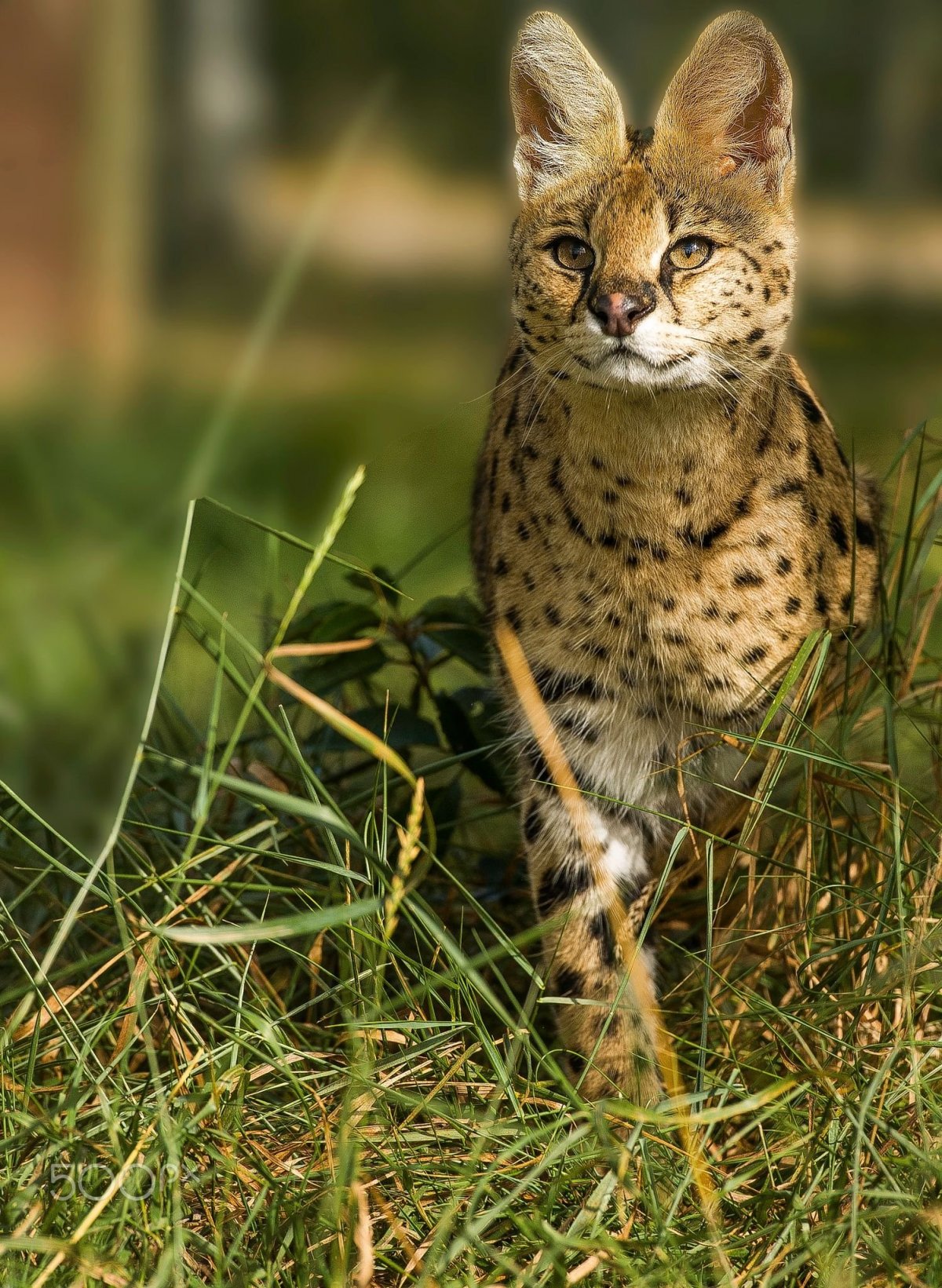 Сервал кошка