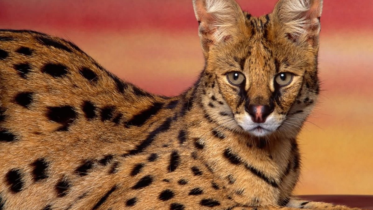 Сервал кустарниковая кошка