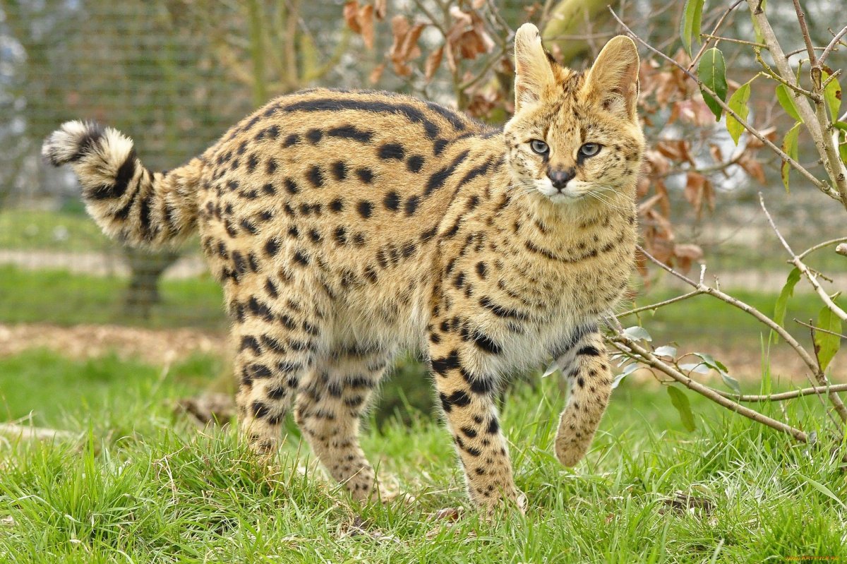 Дикая кошка сервал