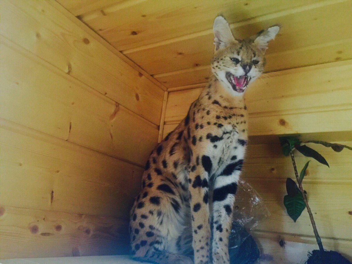 Сервал и Мейн кун котята