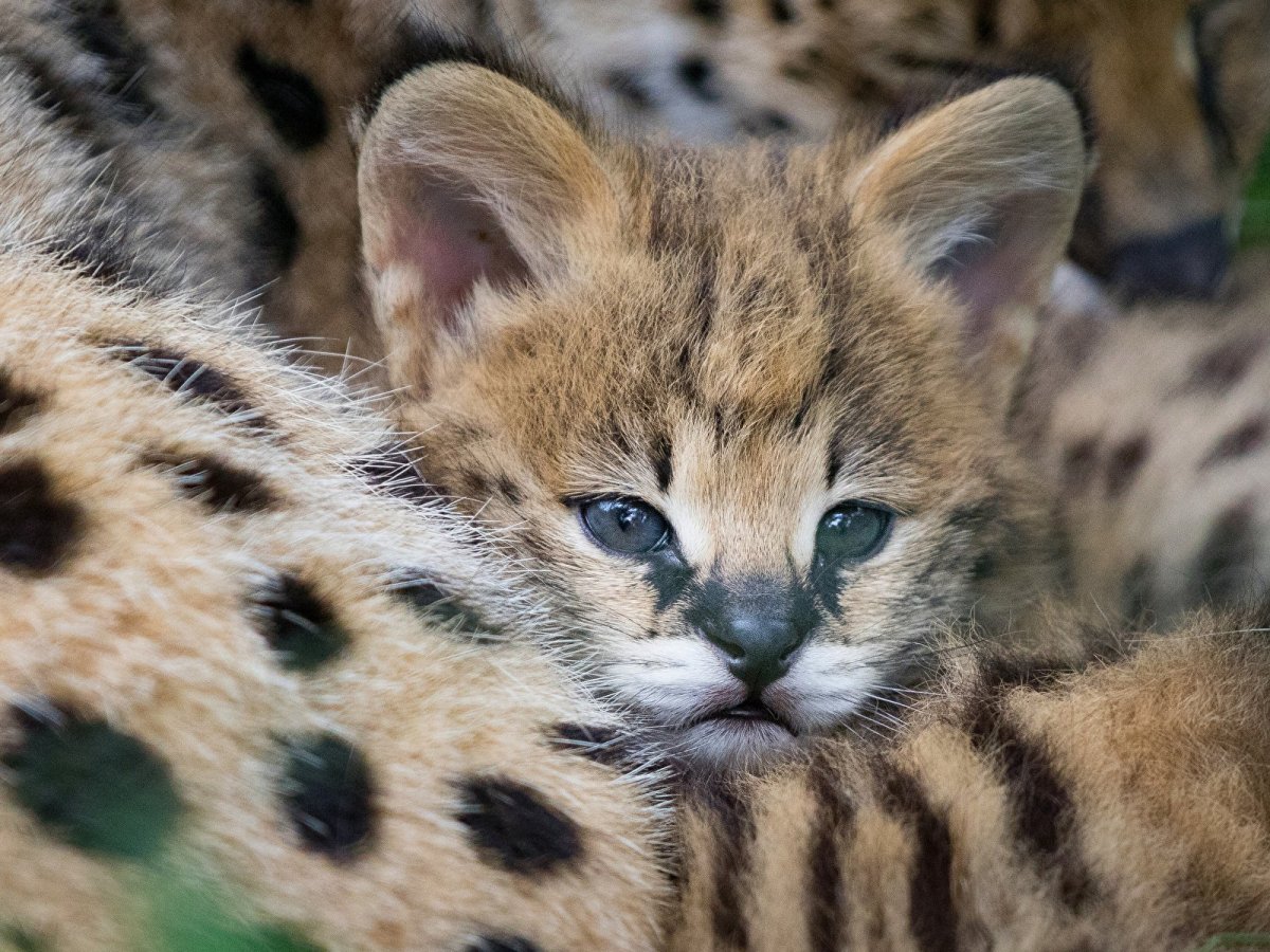 Сервал Мяурицио