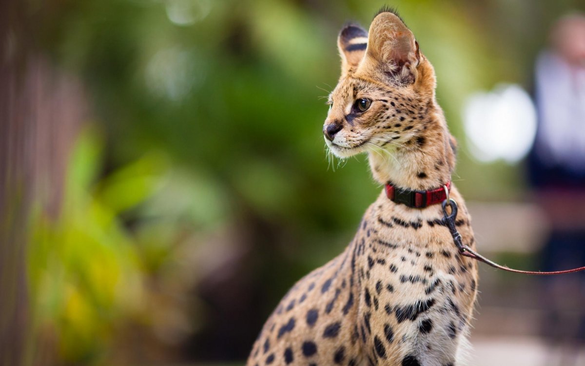 Африканский кот сервал