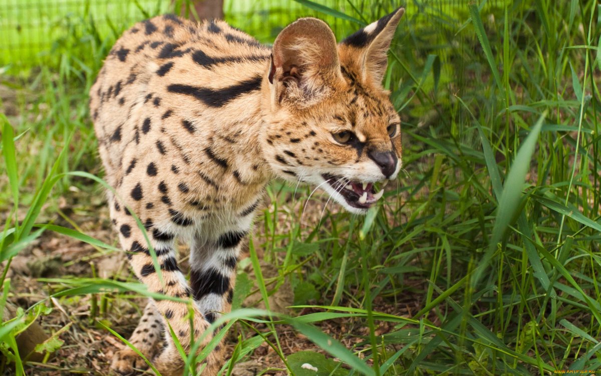 Кот породы сервал