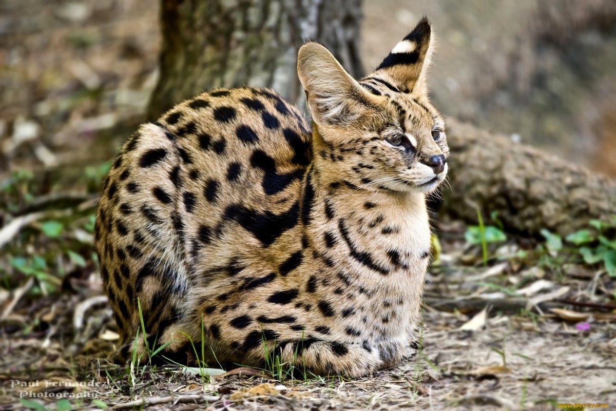 Дикий кот сервал