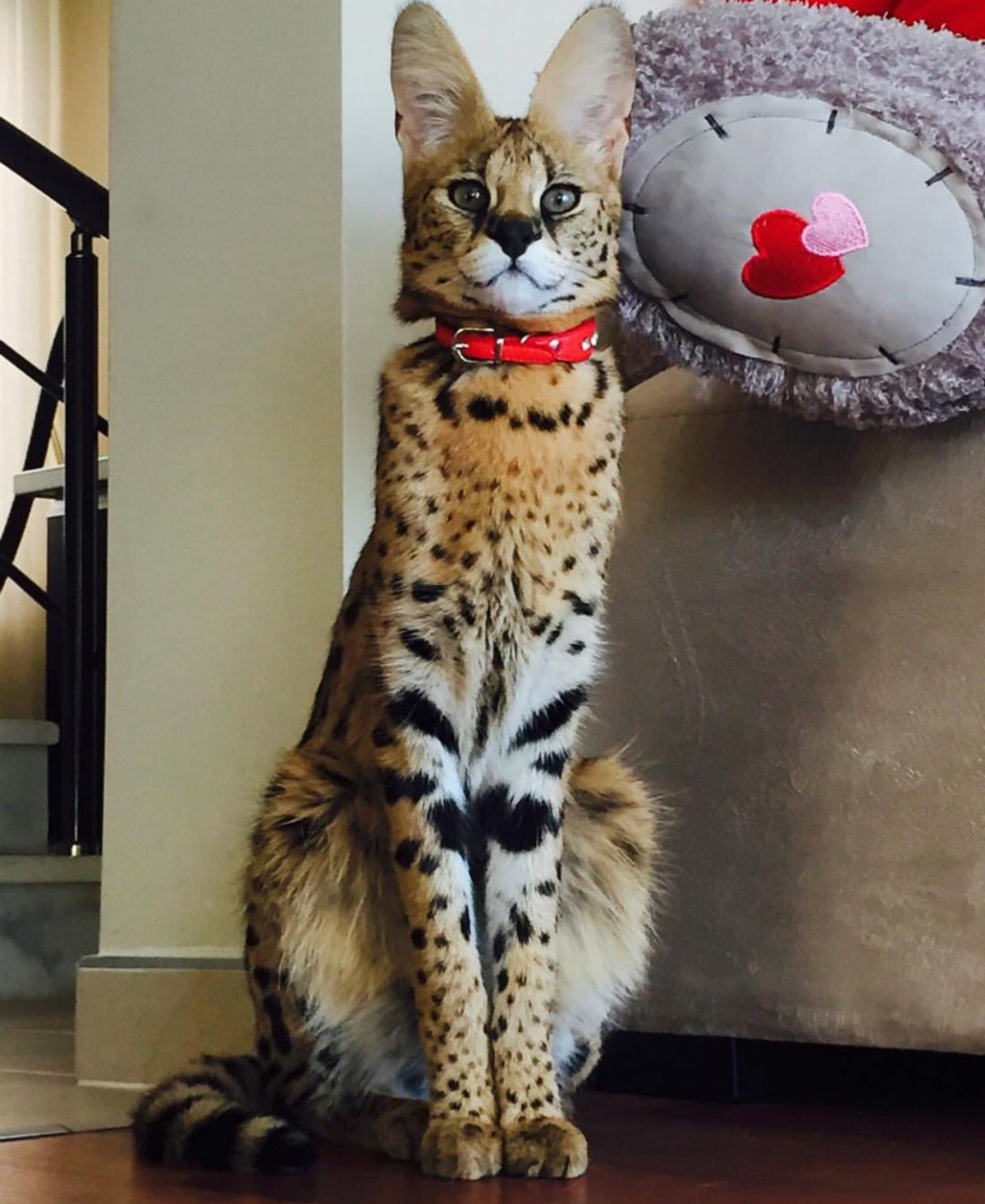 Мейн кун Ашера