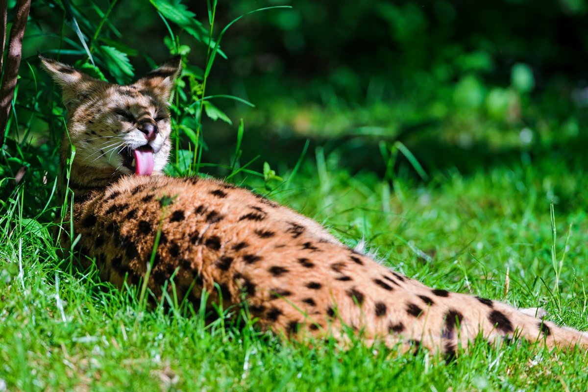 Сервал млекопитающие