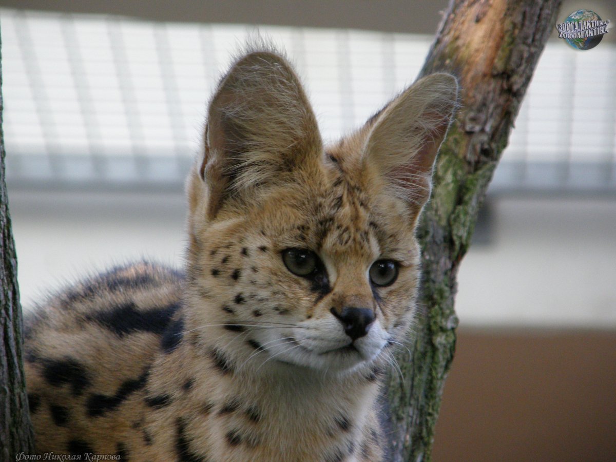 Чёрный сервал котёнок