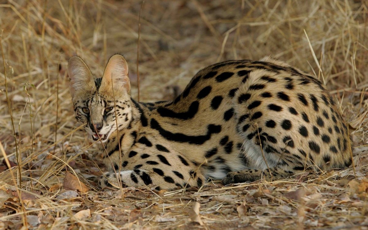 Сервал (Leptailurus Serval),