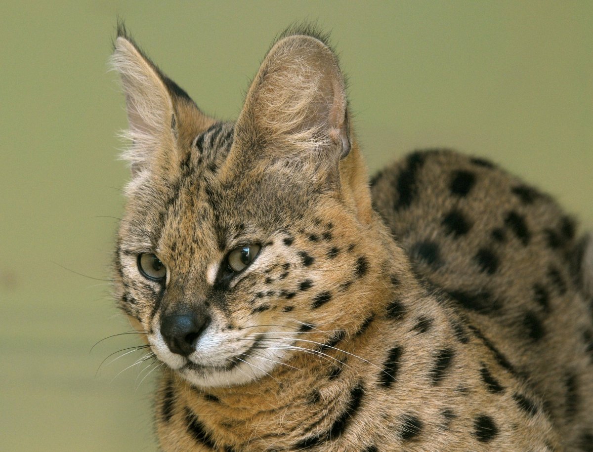 Сервал кот черный