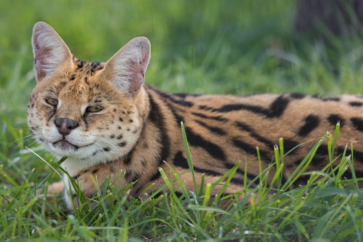 Сервал на ножках