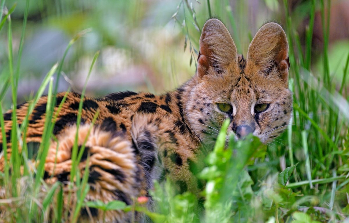 Сервал ареал обитания