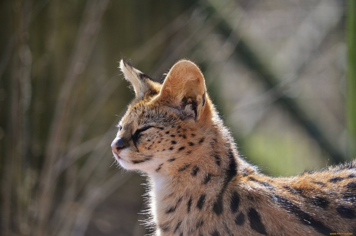 Сервал в дикой природе