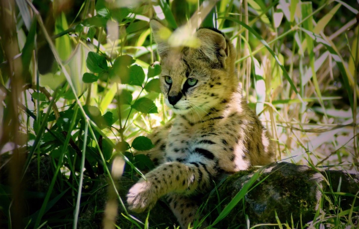 Сервал (Leptailurus Serval),