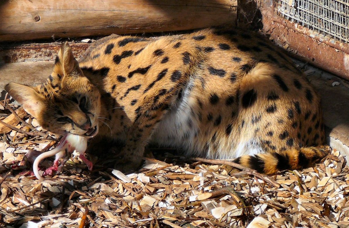 Сервал кошка