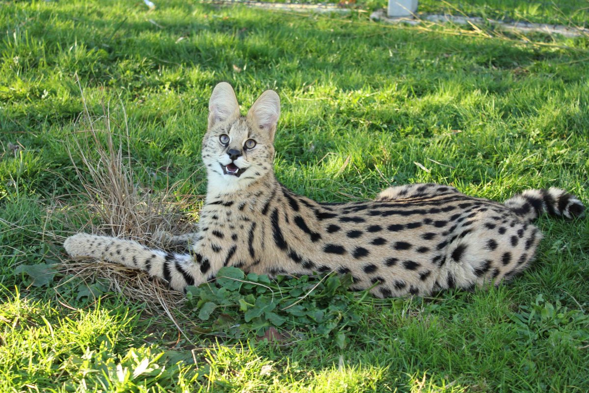 Сервал окрас