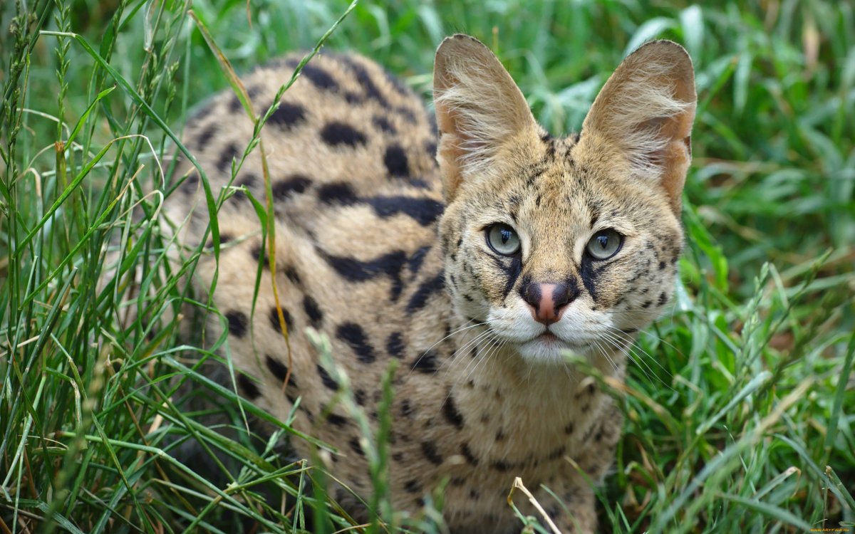 Сервал кустарниковая кошка