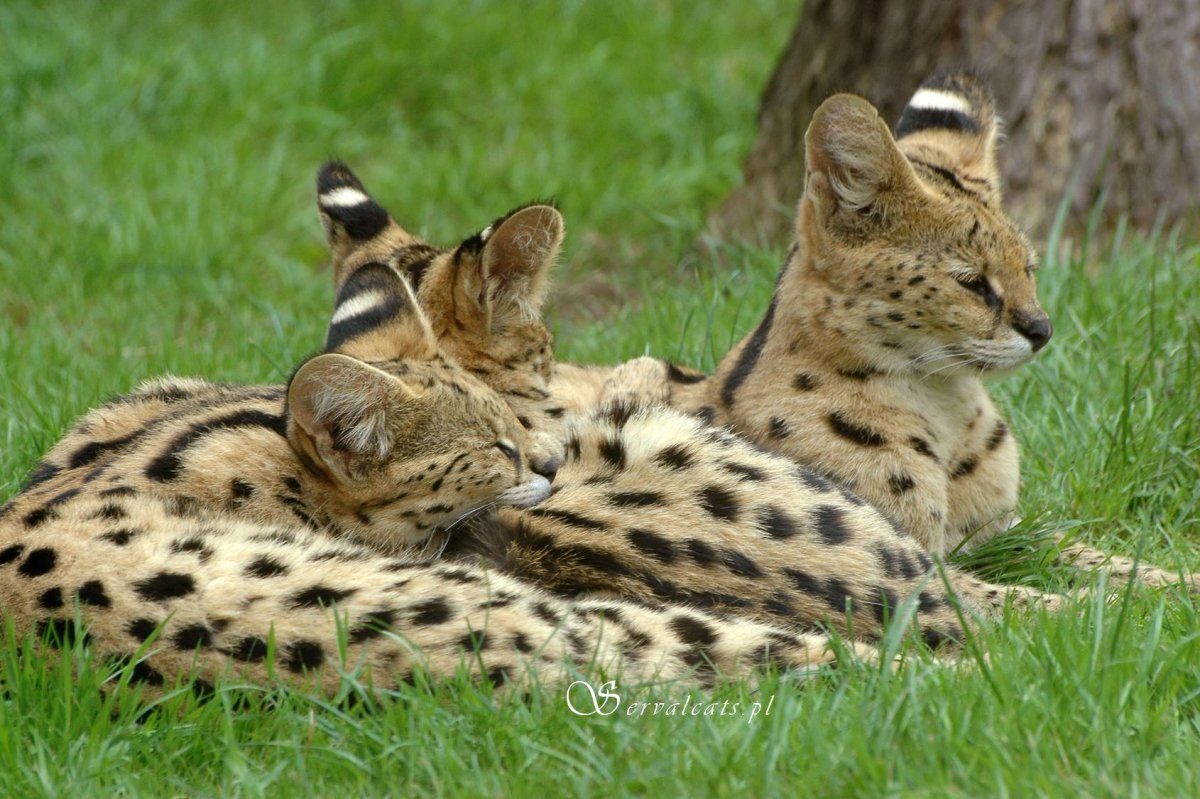 Национальный парк Серенгети сервал
