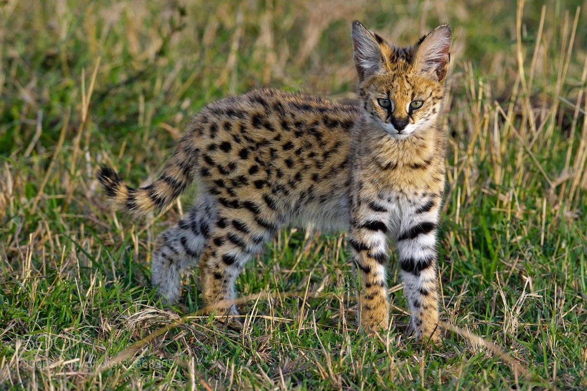 Сервал Африканская Дикая кошка