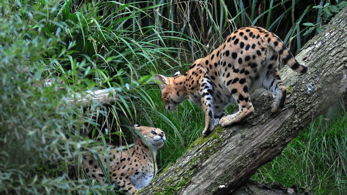 Кустарниковый сервал