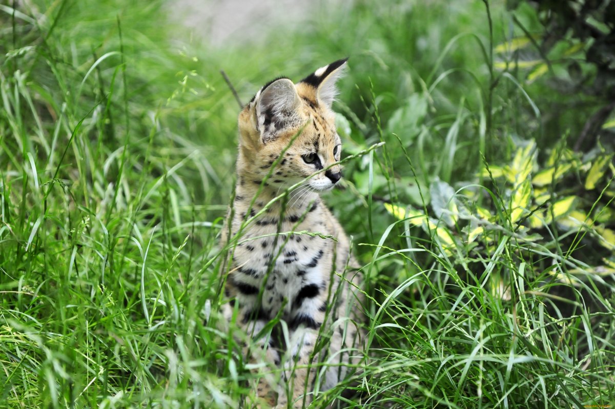 Сервал белый