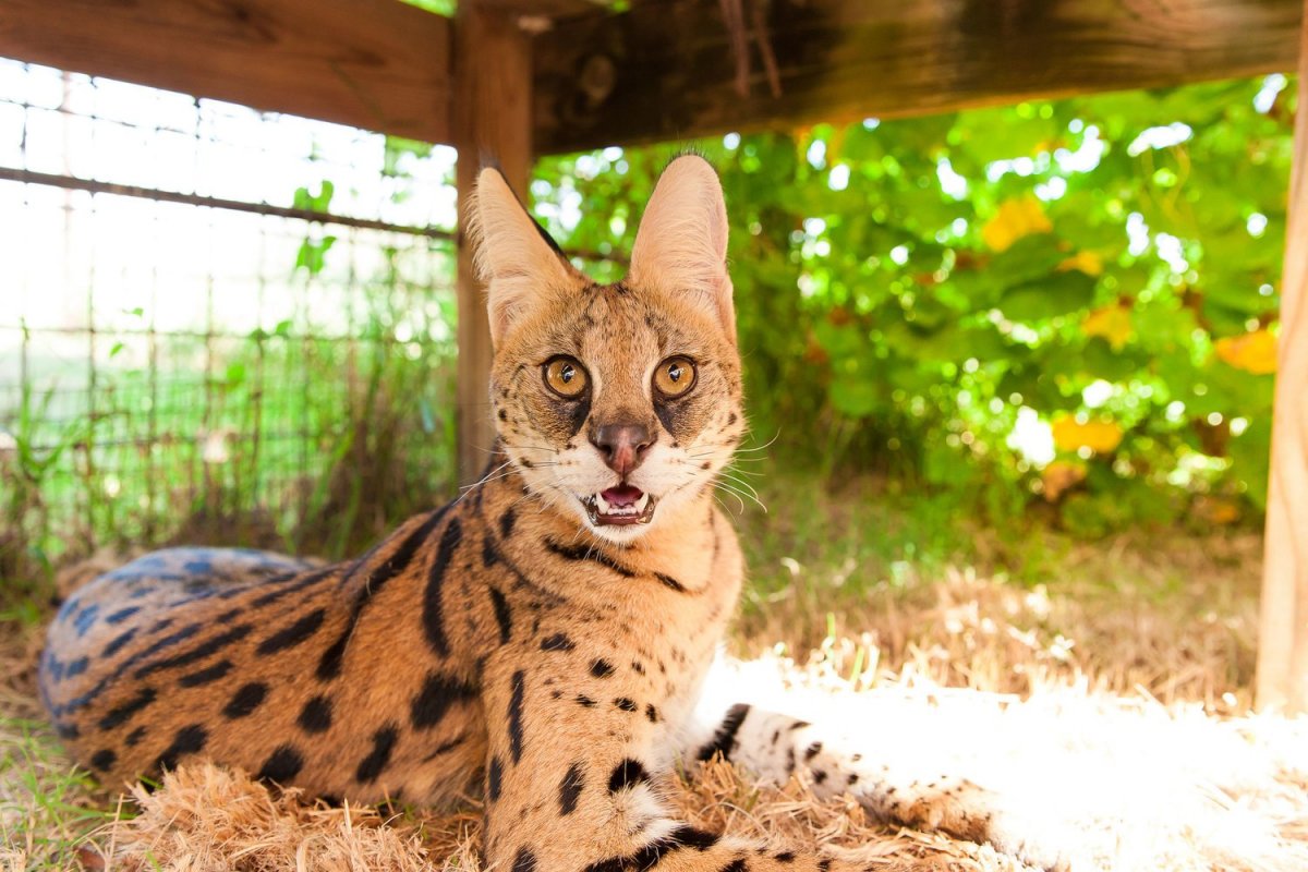 Сервал и Бобкэт