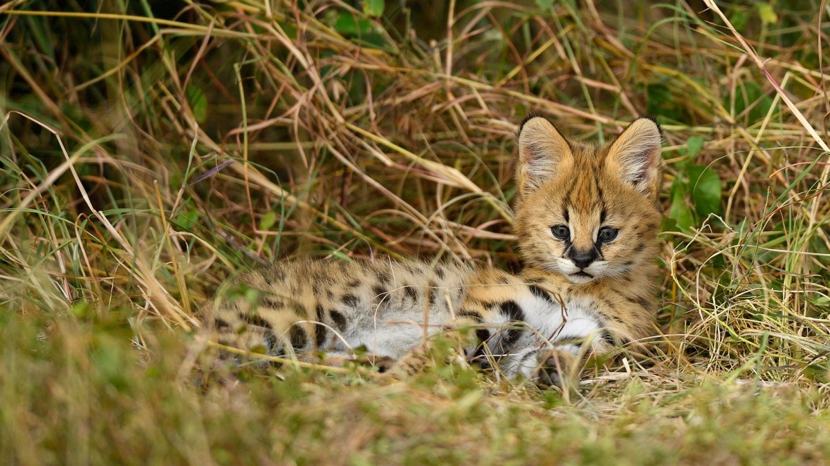 Сервал на рабочий стол