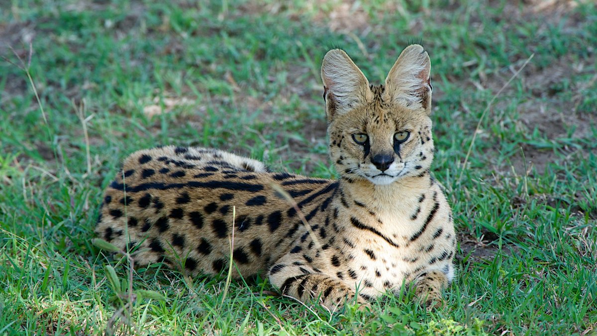 Африканский сервал