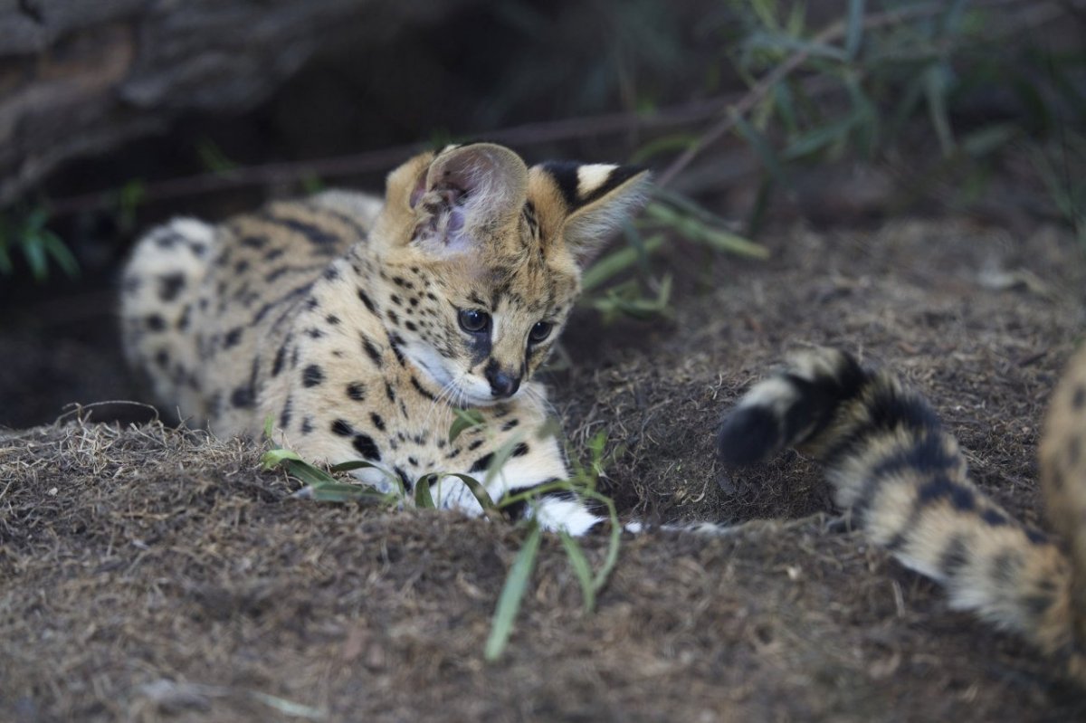 Сервал серый кот