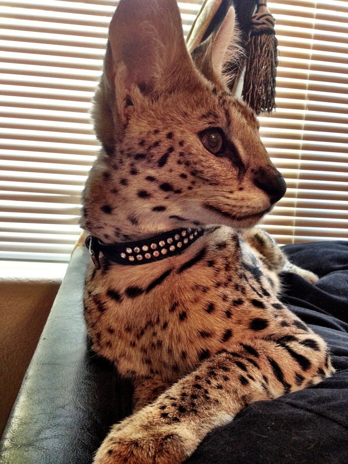 Сервал Саванна