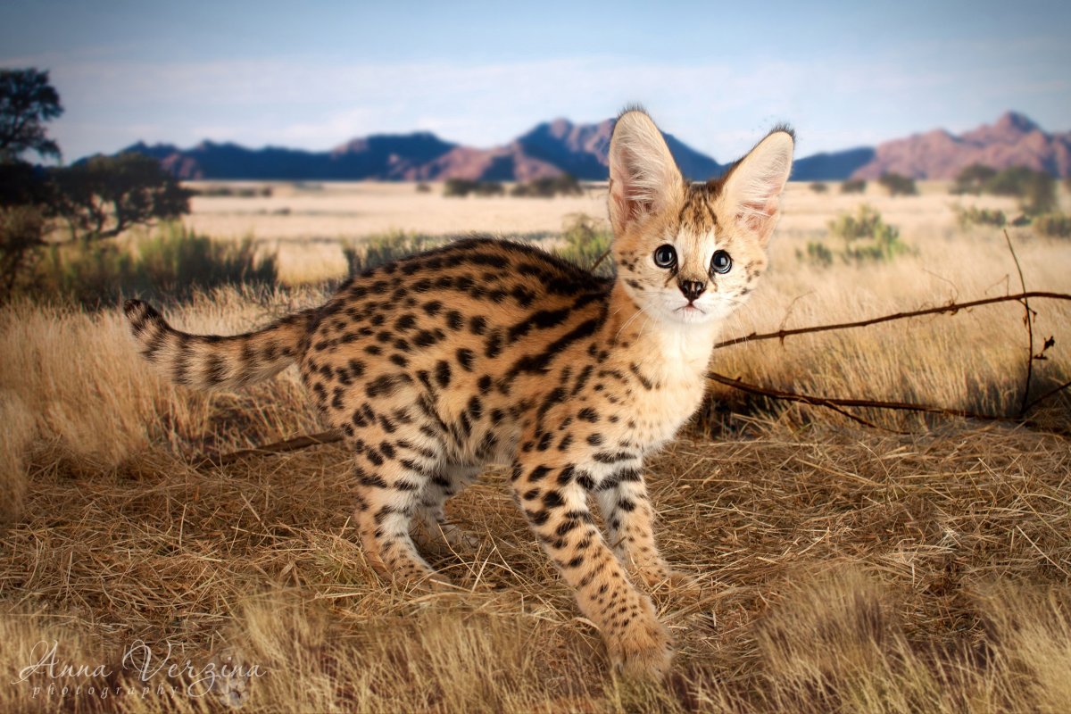 Кошка Саванна и сервал