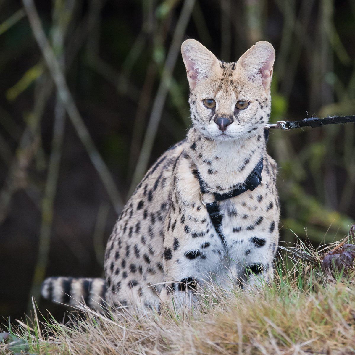 Саванна ф1 кошка