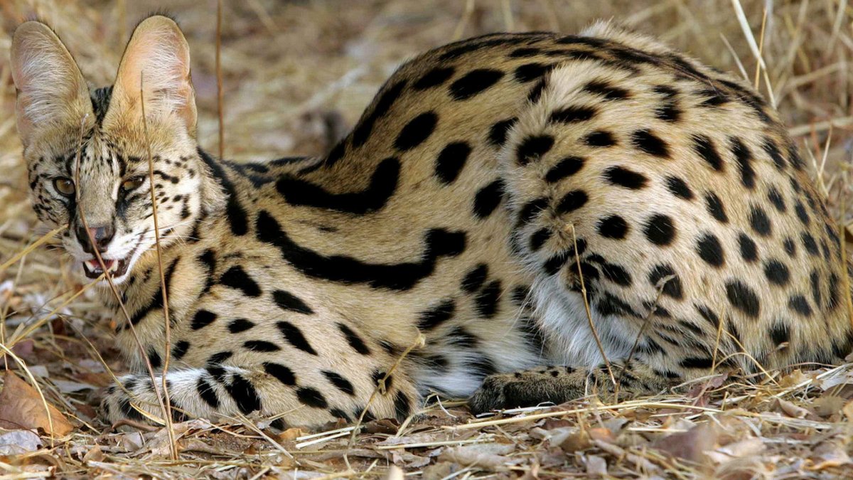 Сервал Саванна