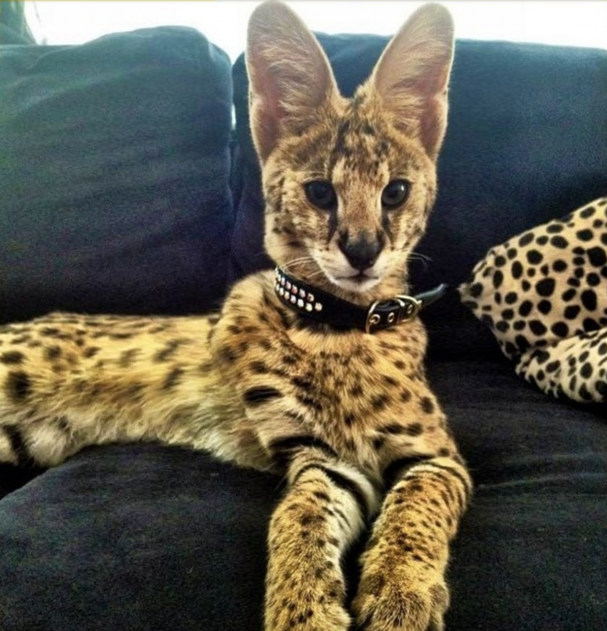 Сервал и Мейн кун