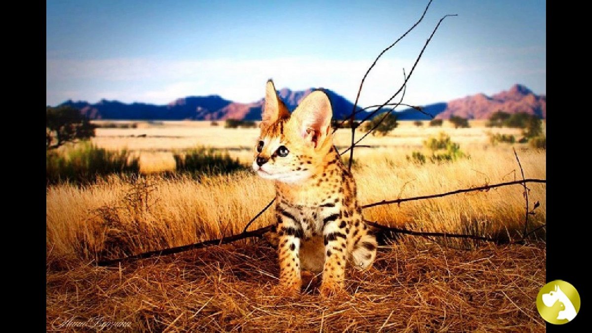 Саванна кот