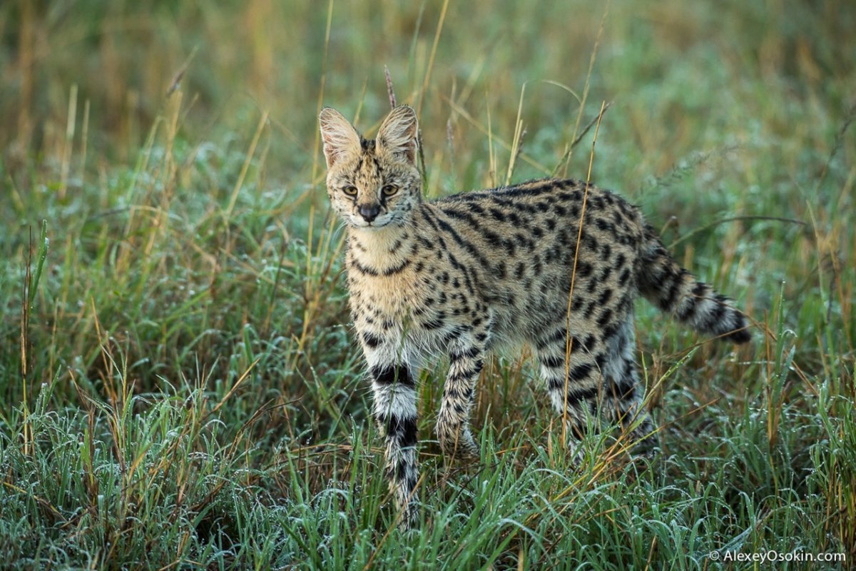 Ареал сервала