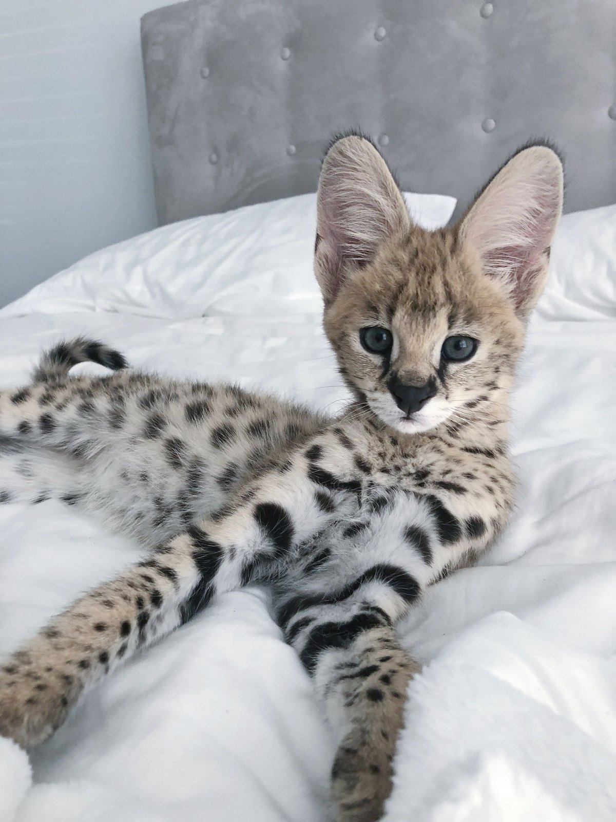 Бенгальский сервал