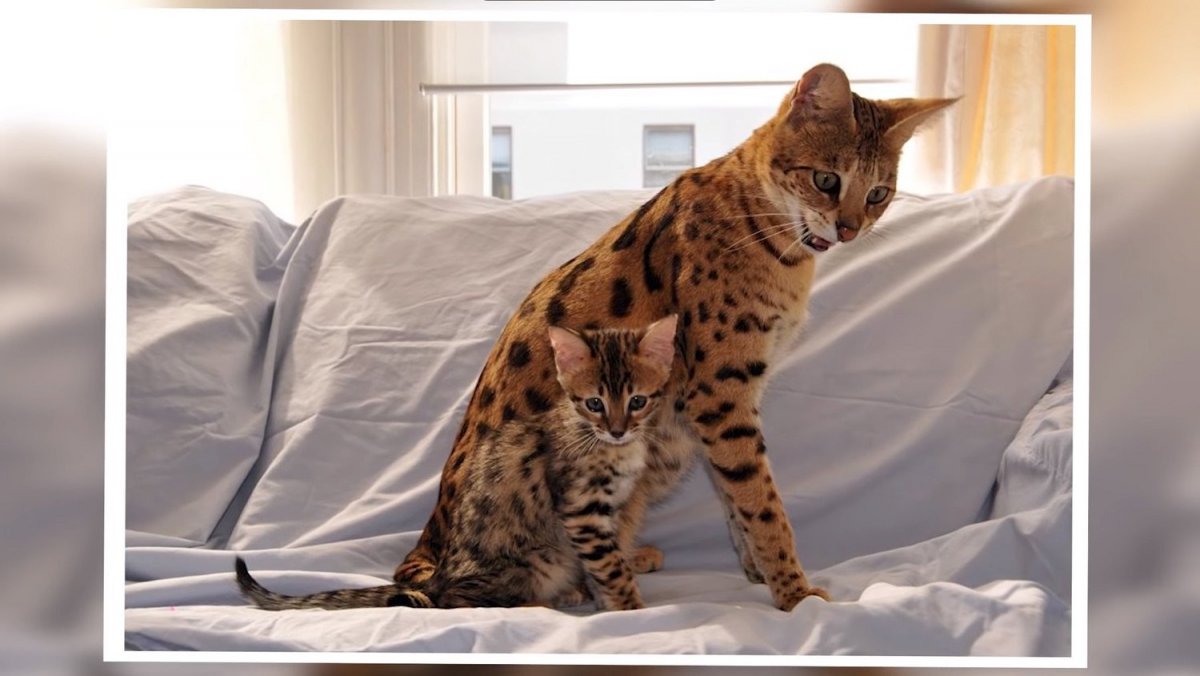 Саванна кошка