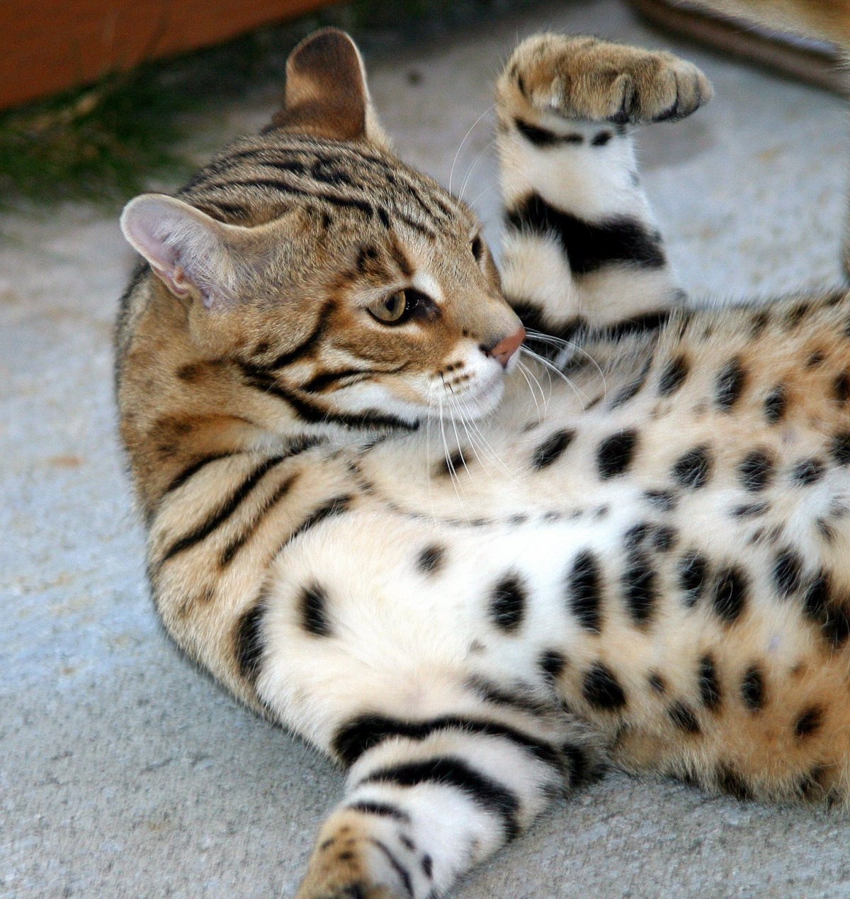 Порода Саванна (Ашера)