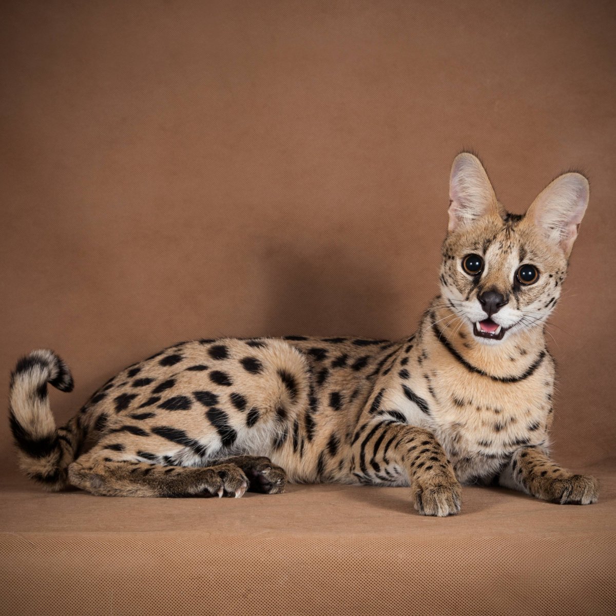 Кошка породы сервал