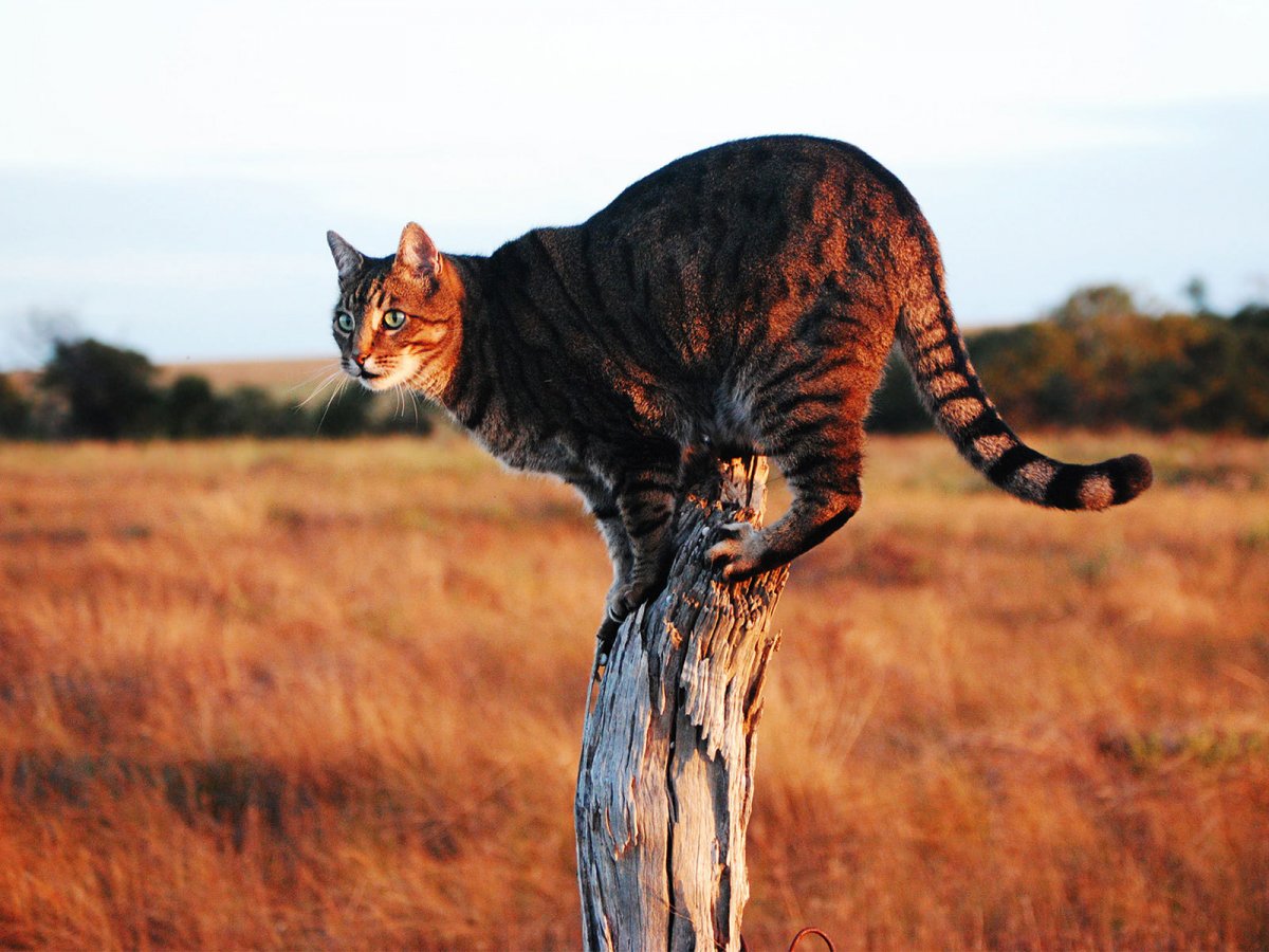 Savannah Cat
