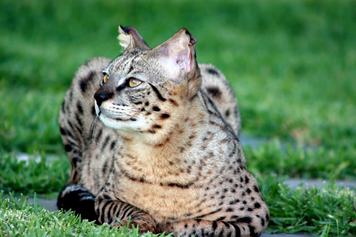 Саванна кошка белая