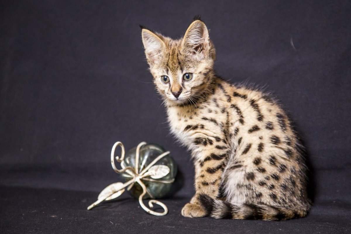 Котята породы Королевский Ашер