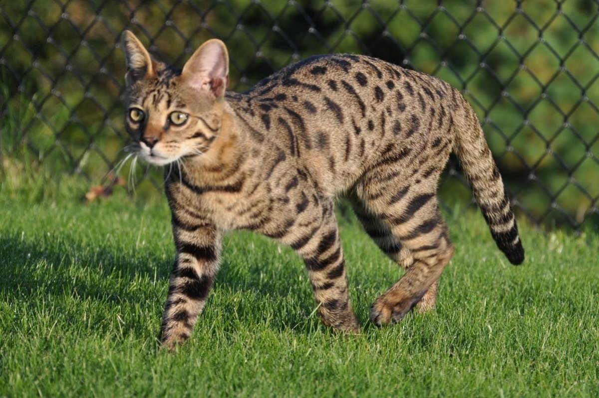 Саванна кошка f1