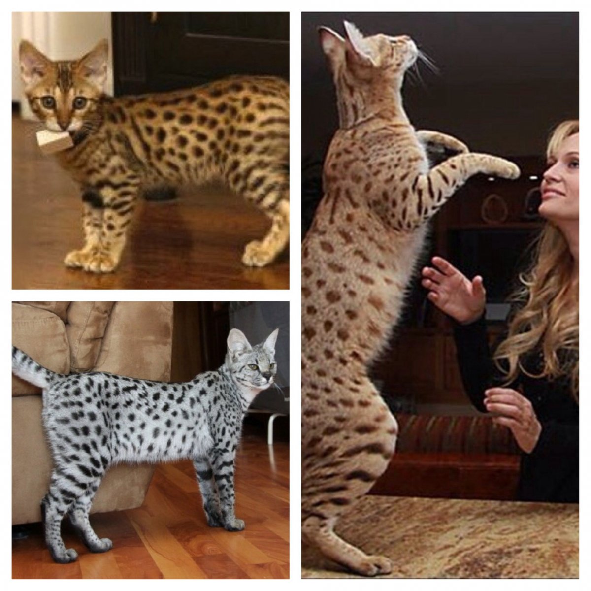 Бенгал сервал и Бенгальская кошка