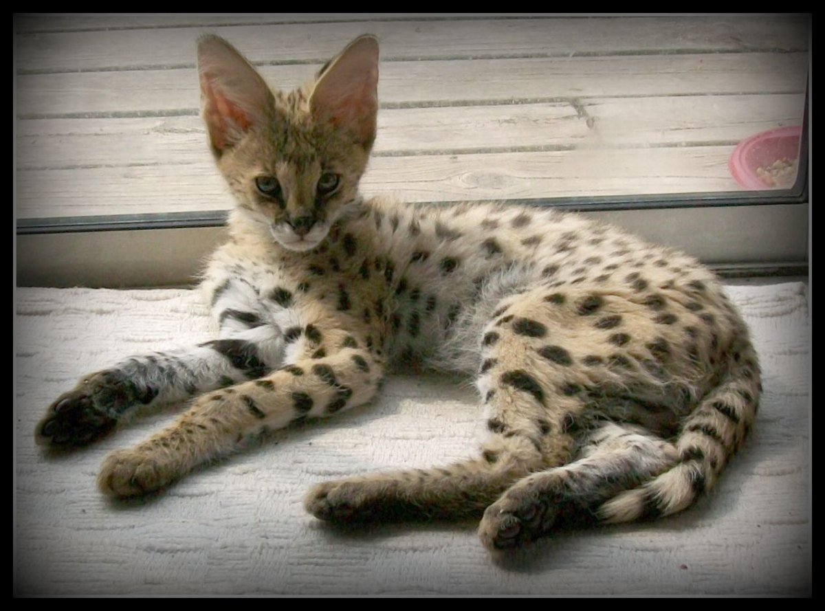 Длинноногая кошка Саванна